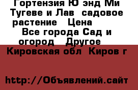 Гортензия Ю энд Ми Тугеве и Лав, садовое растение › Цена ­ 550 - Все города Сад и огород » Другое   . Кировская обл.,Киров г.